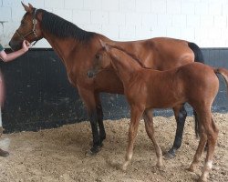 Springpferd Roshan PU Z (Zangersheide Reitpferd, 2021, von Ramos Jw van 't Meulenhof Tn)