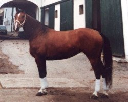 broodmare Miss Marple (Oldenburg, 1976, from Markus)