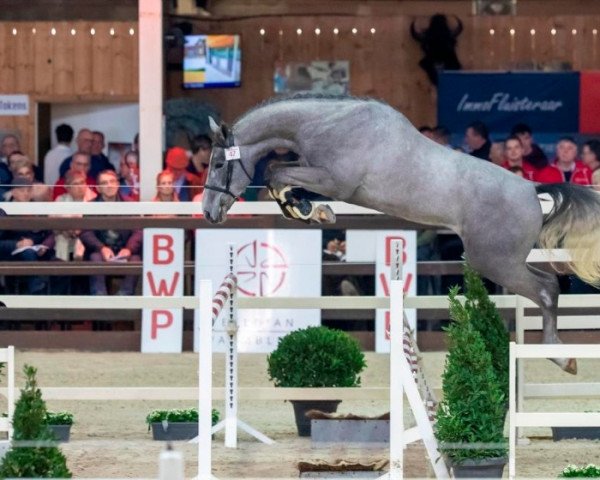 stallion RAMOS JW VAN 'T MEULENHOF (Belgian Warmblood, 2017, from Malito de Reve)