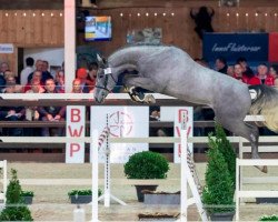 stallion Ramos Jw van 't Meulenhof Tn (Belgian Warmblood, 2017, from Malito de Reve)