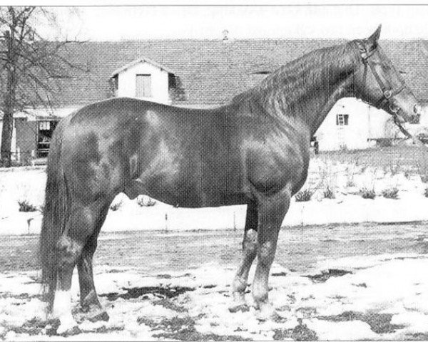 stallion Servator (Hanoverian, 1966, from Senner)