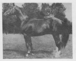 stallion Servátor-21 (Czech Warmblood, 1972, from Servator)