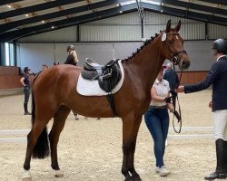 jumper Stute von Lex Lugar (Hanoverian, 2018, from Lex Lugar)