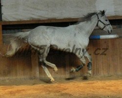 broodmare Rebeka (Czech Warmblood, 2000, from Radegast)