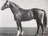 stallion Maat (Trakehner, 1964, from Polarkreis)