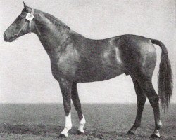 stallion Maat Mo 1252 (Trakehner, 1964, from Polarkreis 1209)