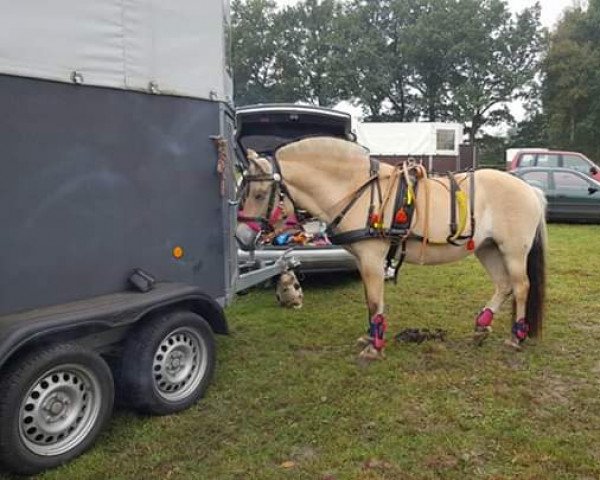 broodmare Mia vom Hartmannshof (Fjord Horse, 2011, from Rolex Baron)