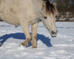 Pferd Mira vom goldenen Adler (Fjordpferd, 2019, von Gandalf)