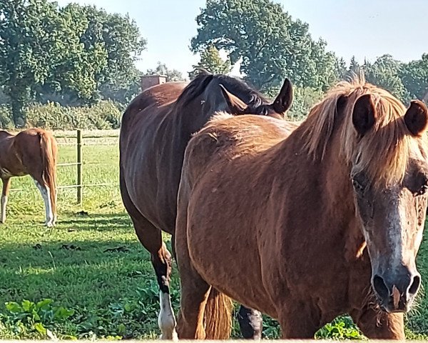 dressage horse Le Tatoo (German Riding Pony, 1992, from Trefoil Lord Nelson)