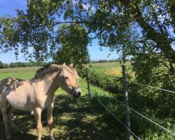 Pferd Maska vom goldenen Adler (Fjordpferd, 2019, von Gandalf)