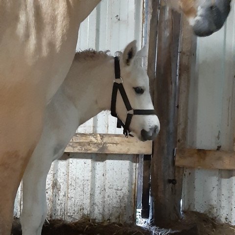 horse Gojart vom goldenen Adler (Fjord Horse, 2020, from Gandalf)