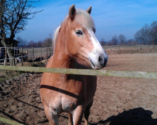 Pferd Antonia (Haflinger, 2011, von Aramis)