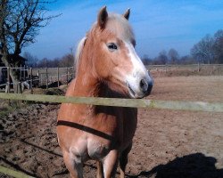 horse Antonia (Haflinger, 2011, from Aramis)