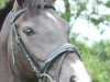 dressage horse Baila 7 (Danish Warmblood, 2002, from Harmony's Baroncelli)