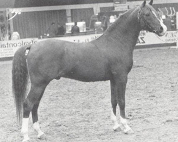 stallion Achar ox (Arabian thoroughbred, 1966, from Noran 1956 ox)