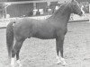 stallion Achar ox (Arabian thoroughbred, 1966, from Noran 1956 ox)