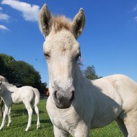 Pferd Mayla vom goldenen Adler (Fjordpferd, 2020, von Gandalf)