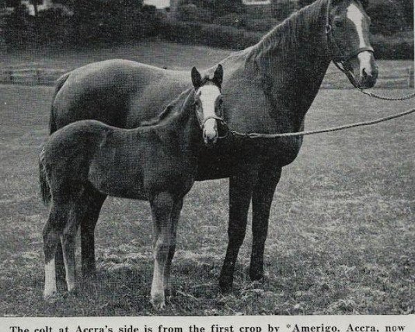 broodmare Accra xx (Thoroughbred, 1941, from Annapolis xx)