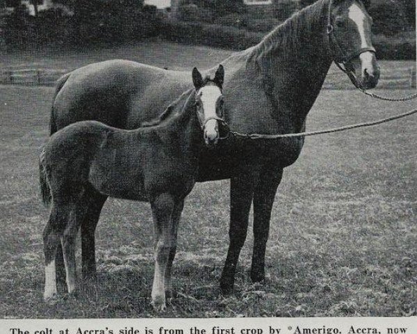 Zuchtstute Accra xx (Englisches Vollblut, 1941, von Annapolis xx)