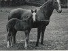 broodmare Accra xx (Thoroughbred, 1941, from Annapolis xx)