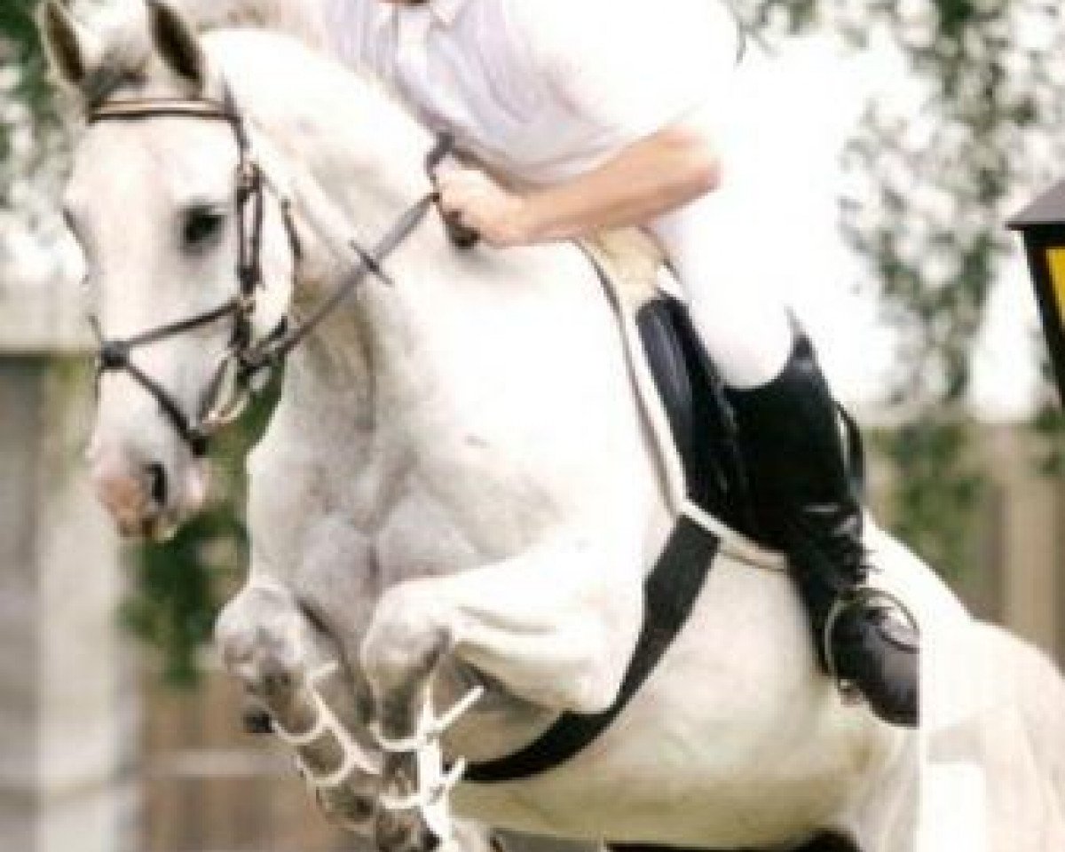 Pferd Accord's Aisha (Hannoveraner, 1995, von Acord II)
