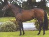 stallion Acclamation xx (Thoroughbred, 1999, from Royal Applause xx)