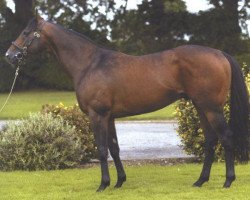 stallion Acclamation xx (Thoroughbred, 1999, from Royal Applause xx)