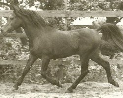 broodmare Sensation (Hanoverian, 1964, from Sermon)