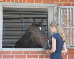 Springpferd Karina (Holsteiner, 1996, von Carbano)