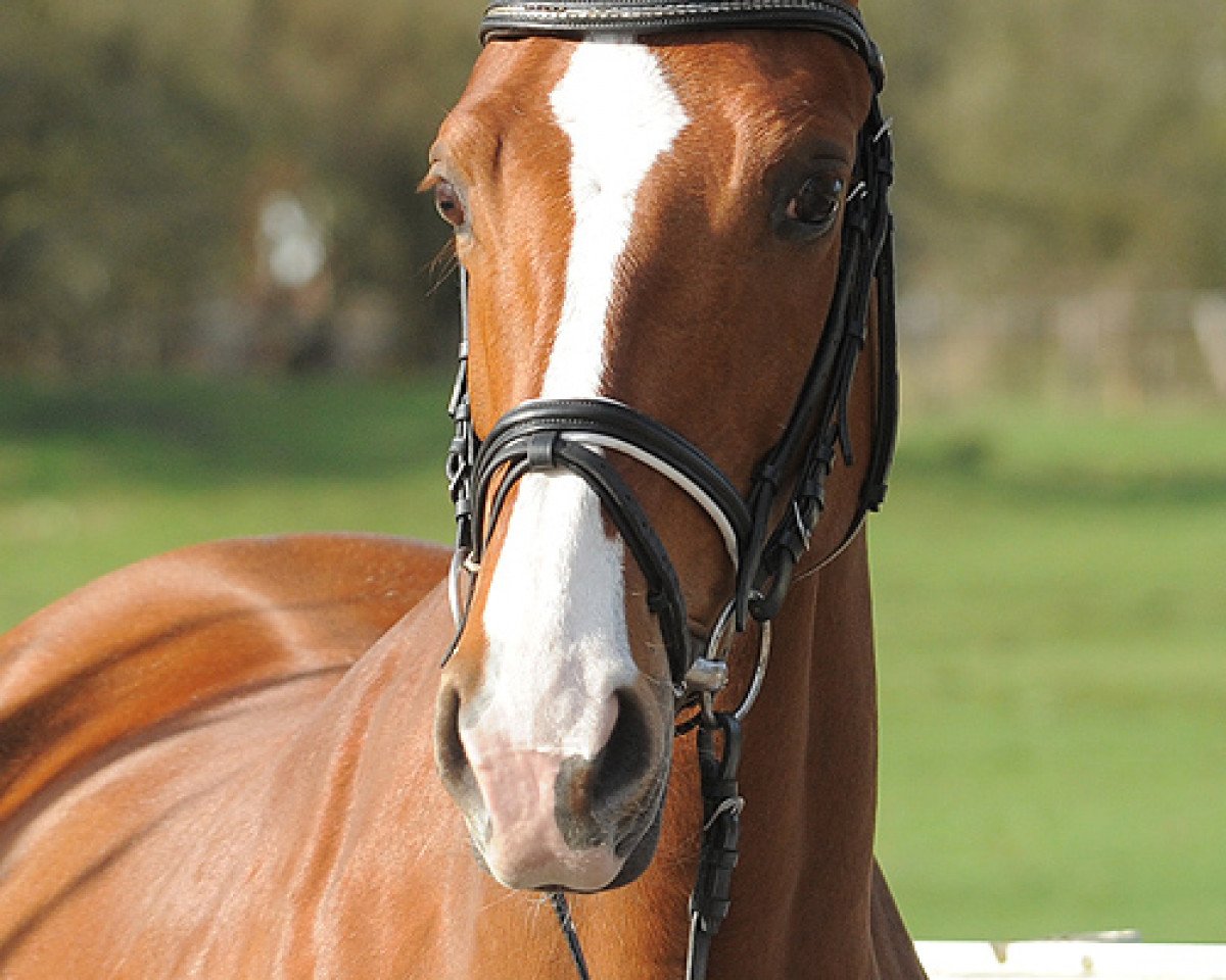 broodmare Simone (Hanoverian, 1980, from Werther)