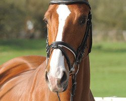 broodmare Simone (Hanoverian, 1980, from Werther)