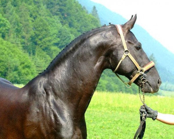 stallion Rothenburg J (Bavarian, 1986, from Rothschild J 63 FIN)