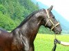 stallion Rothenburg J (Bavarian, 1986, from Rothschild J 63 FIN)