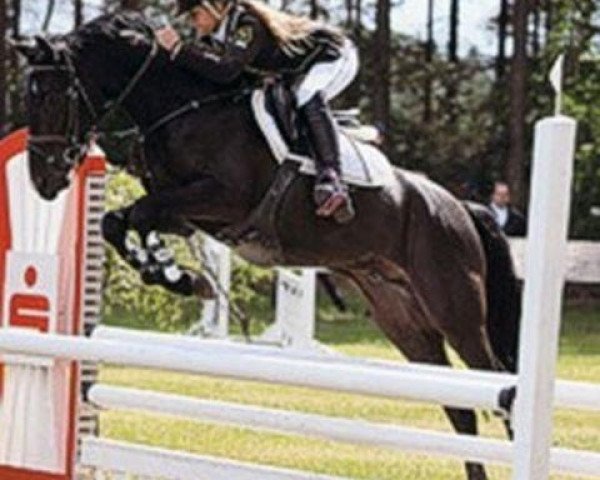 jumper Accino (German Riding Pony, 2006, from Renoir)