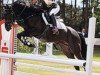 jumper Accino (German Riding Pony, 2006, from Renoir)