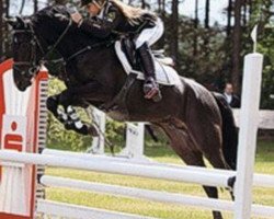 Springpferd Accino (Deutsches Reitpony, 2006, von Renoir)