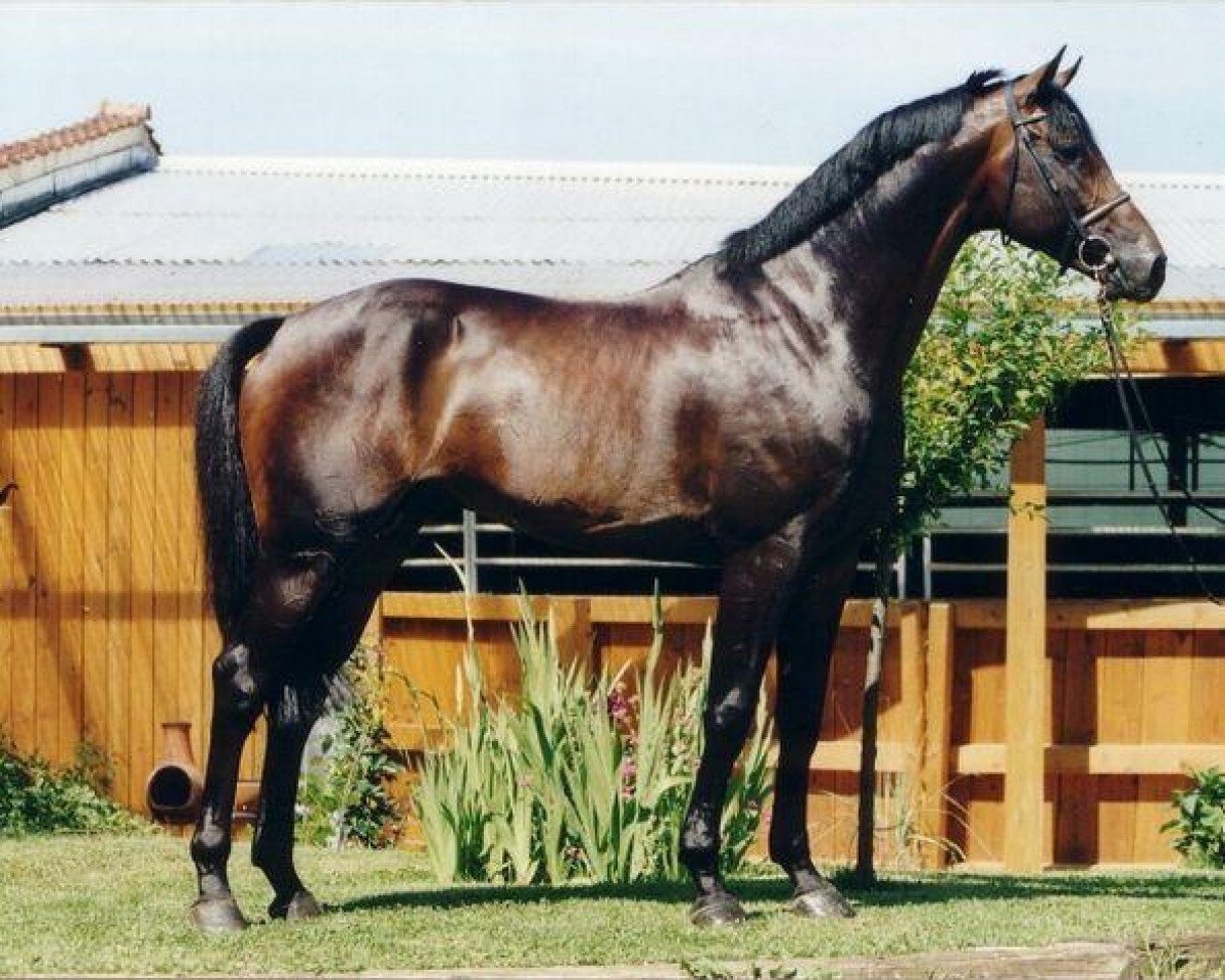 stallion Acasino B (Holsteiner, 1998, from Acadius)