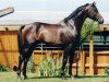 stallion Acasino B (Holsteiner, 1998, from Acadius)