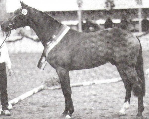 stallion Acardi (Holsteiner, 1994, from Acord II)