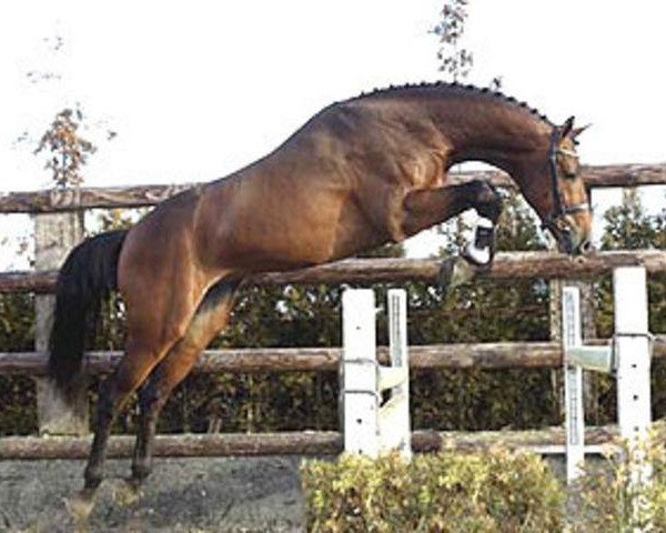 stallion Acapulco Z (Zangersheide riding horse, 2001, from Acorado I)