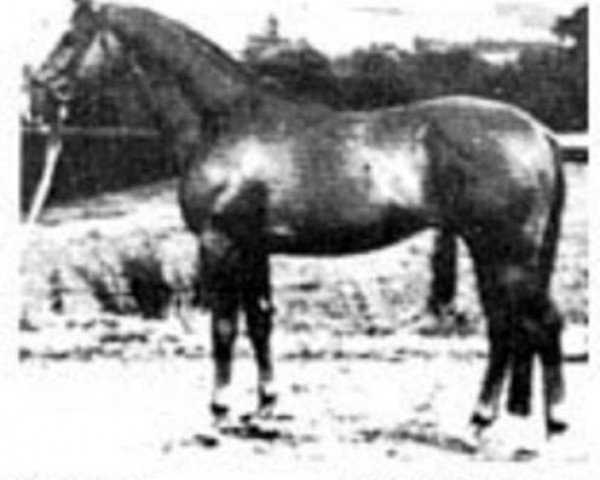 stallion Acajou (Trakehner, 1977, from Damaskus)