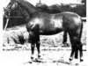 stallion Acajou (Trakehner, 1977, from Damaskus)