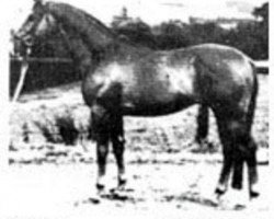 stallion Acajou (Trakehner, 1977, from Damaskus)