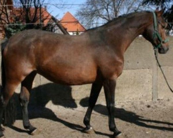 broodmare Acadia (Hanoverian, 1999, from Acord II)