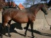 broodmare Acadia (Hanoverian, 1999, from Acord II)