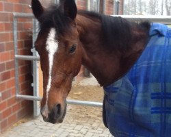 broodmare Kaori (German Riding Pony, 2005, from Top Karetino)