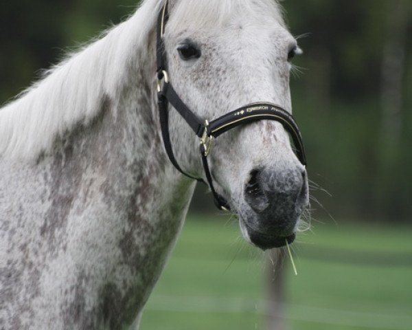 broodmare Jade (Little German Riding Horse, 1993)