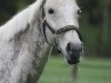 broodmare Jade (Little German Riding Horse, 1993)