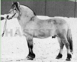 stallion Truls 23 SWE (Fjord Horse, 1962, from Leung 9 SWE)