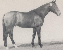 stallion Abwehr (Westphalian, 1978, from Angriff)